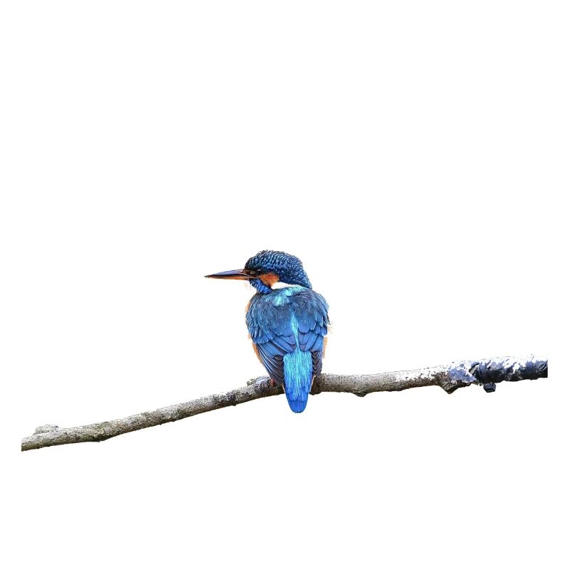 EISVOGELVOGEL