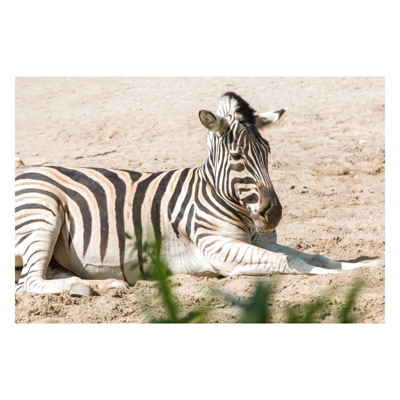 Zebra (auf Deutsch Zebra oder Zebras) Hippotigris