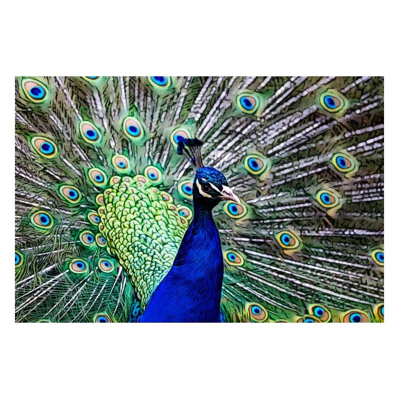 Peacock