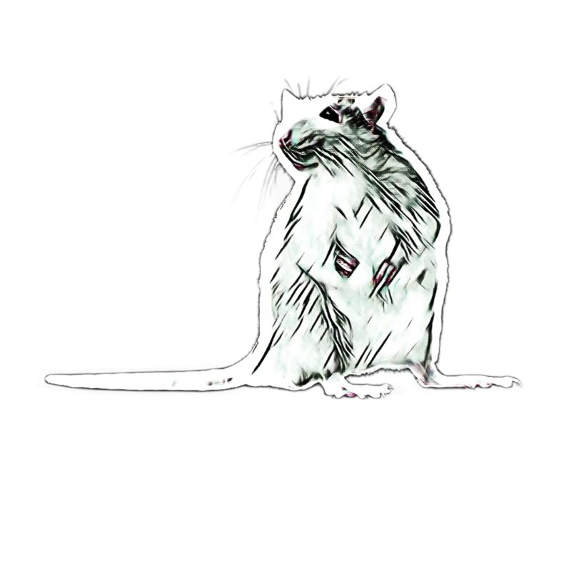 rat
