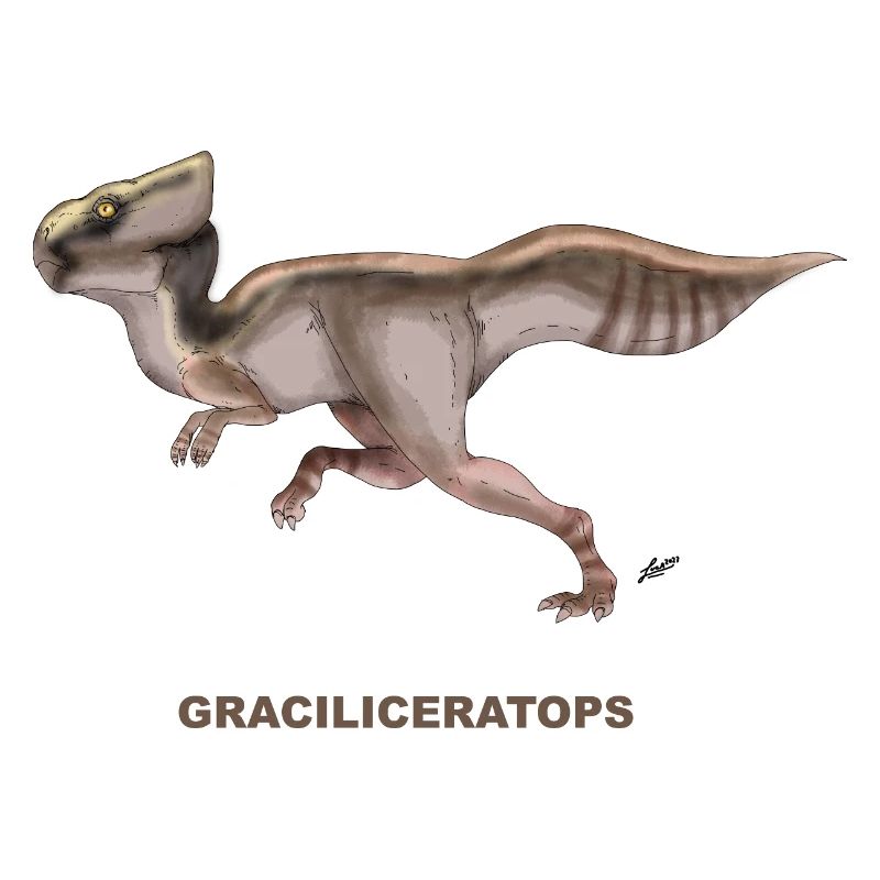 GRACILICERATOPS