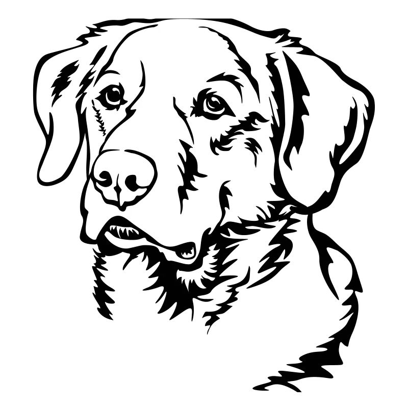 Labrador Kopf