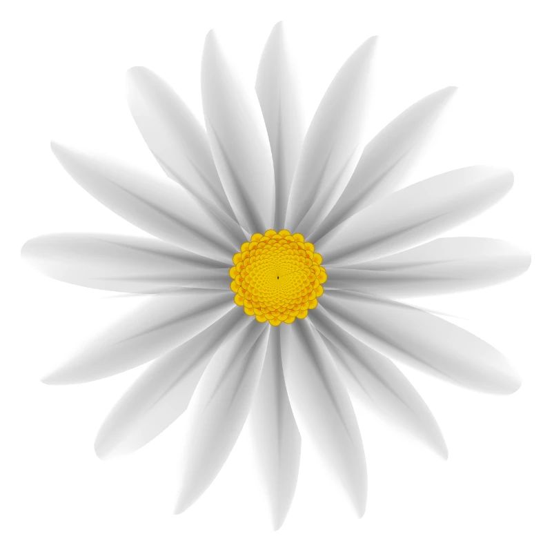 Daisy blanc vers le bas