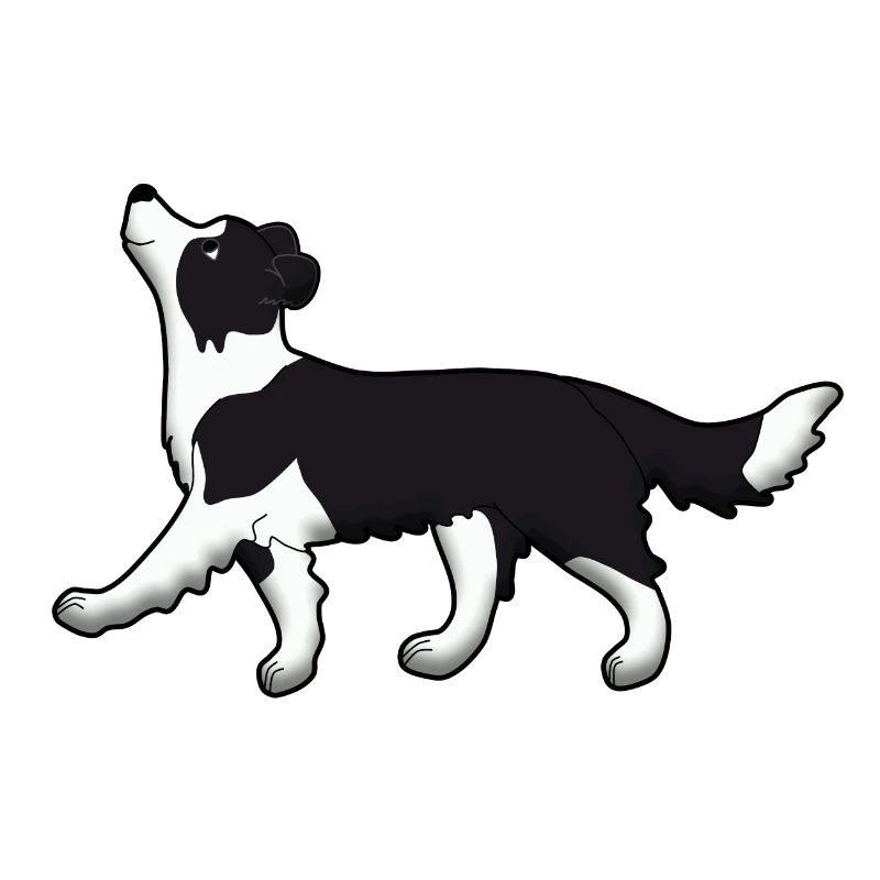 Obedience Border Collie