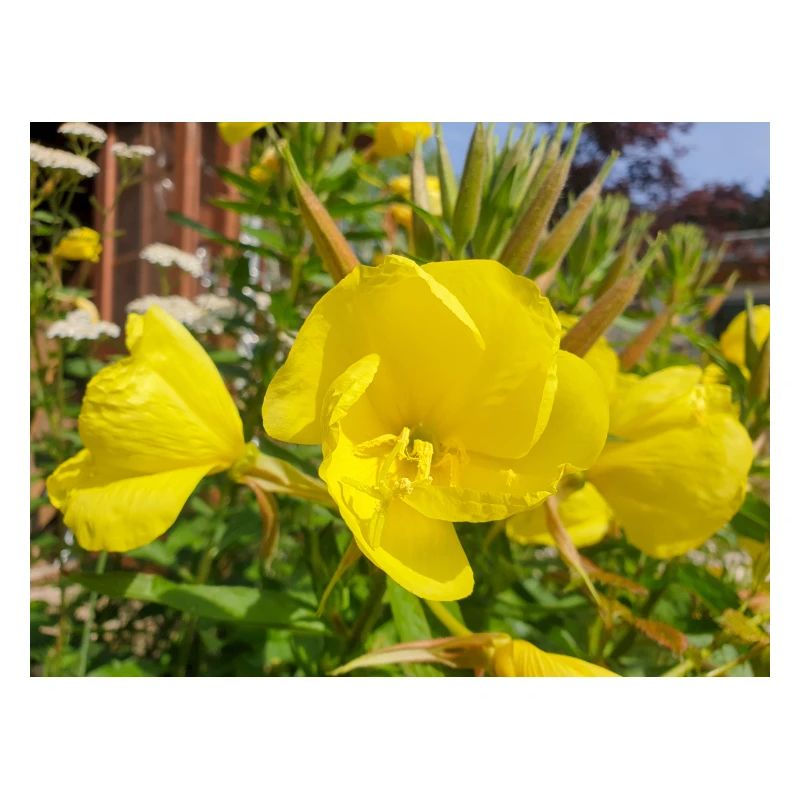 common evening primrose Oenothera biennis