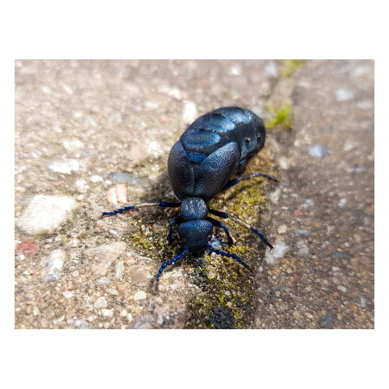 coléoptère noir aussi coléoptère violet Ölkäfer