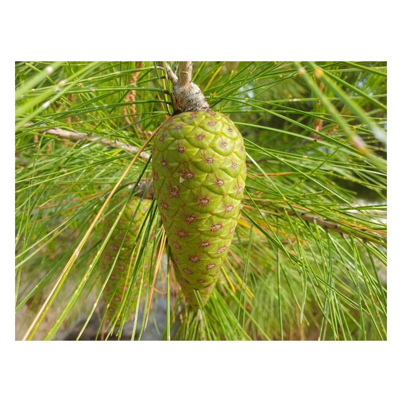 Aleppo pine also Jerusalem pine Aleppo-Kiefer