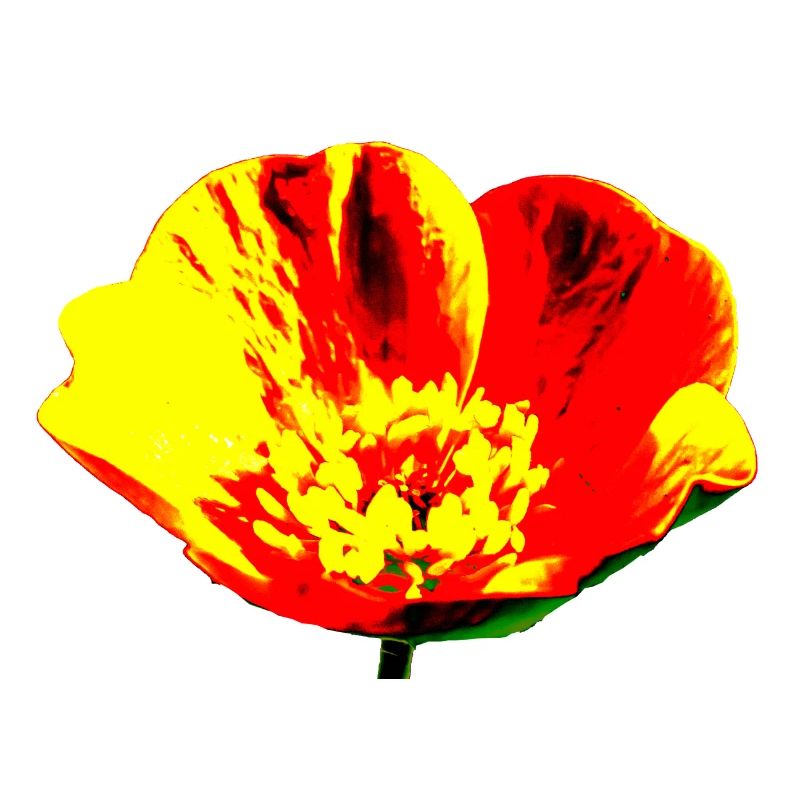 Flower, A731178 1