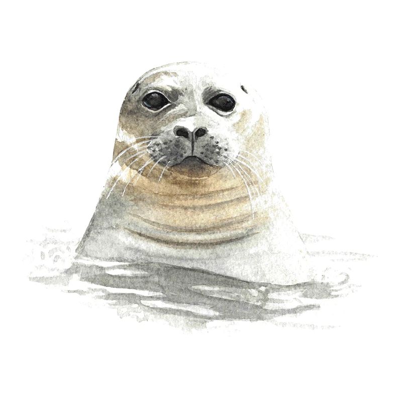 Robbe