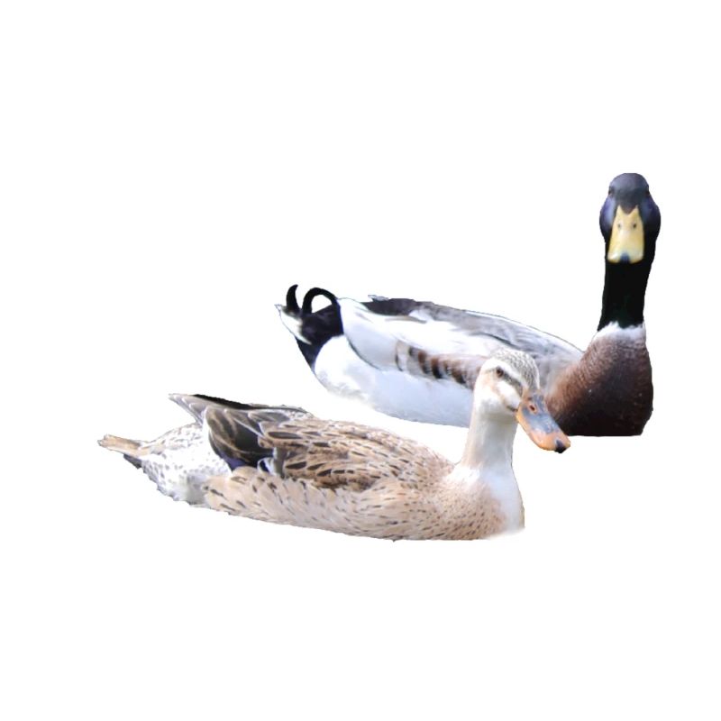 Ducks