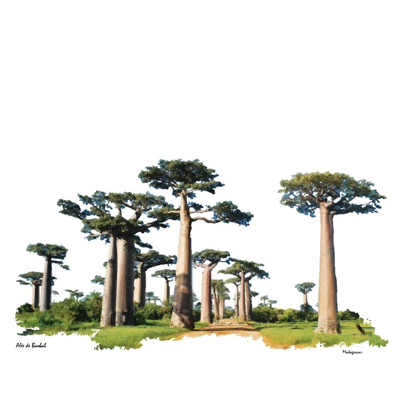 Baobab