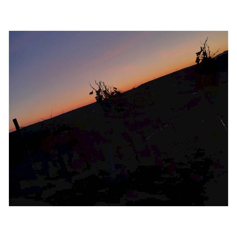 The night