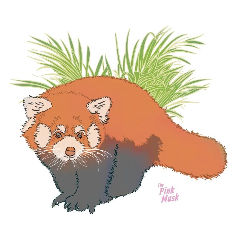 Panda roux