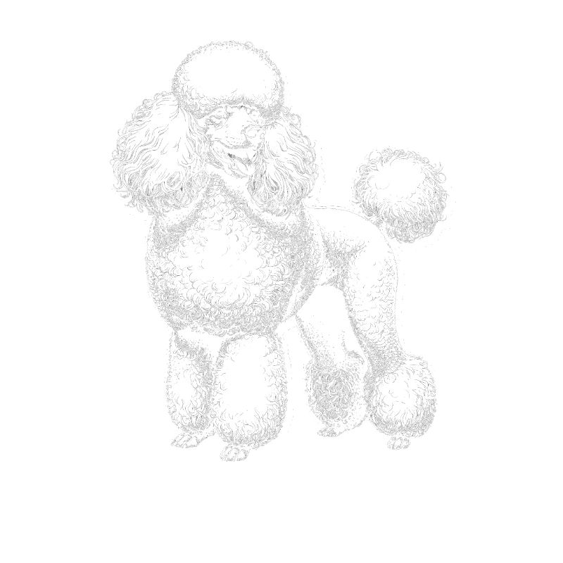 Poodle Dog