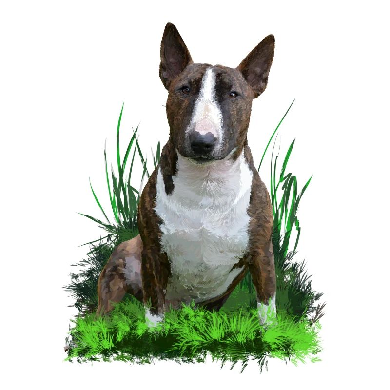 Bullterrier