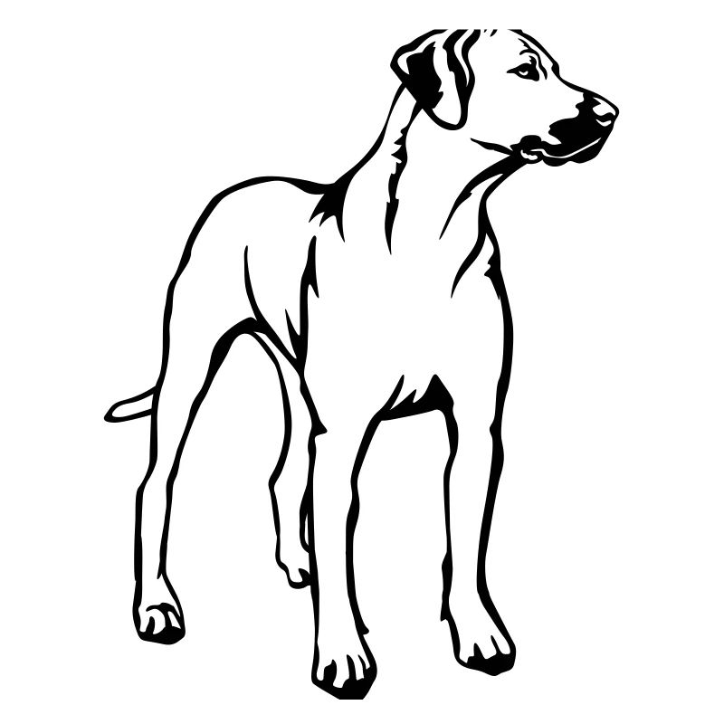 Rhodesian Ridgeback