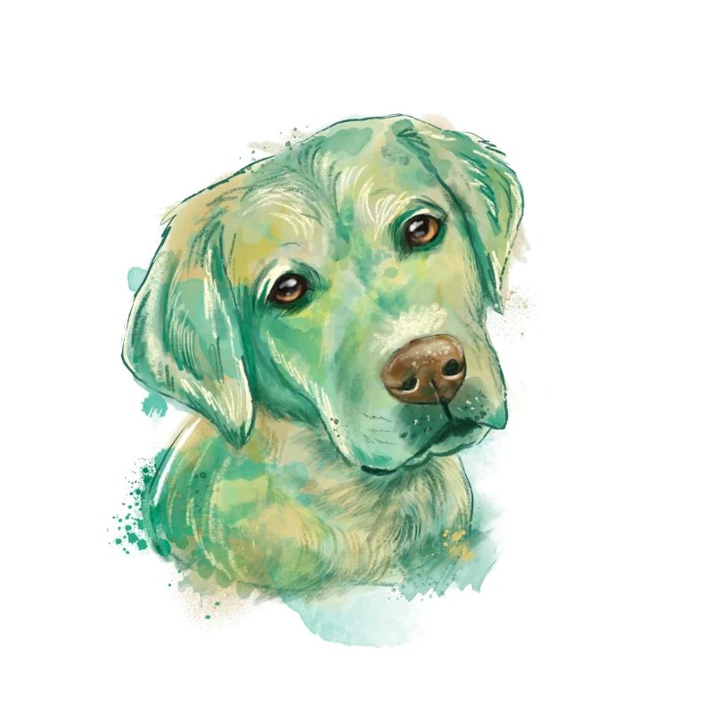labrador