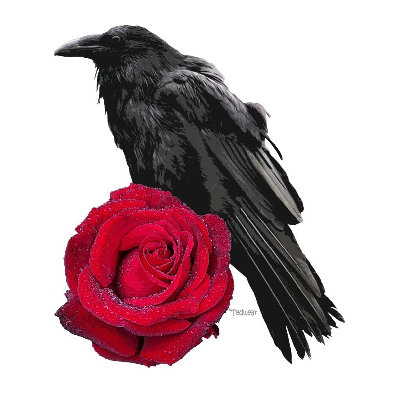 Corbeau Rose