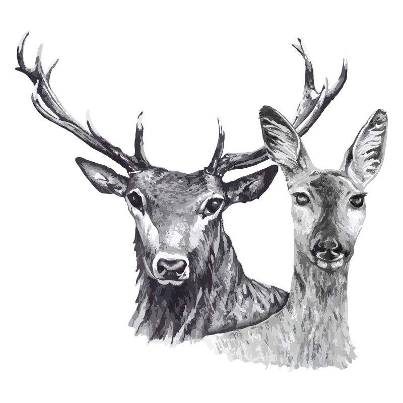 Deer and doe