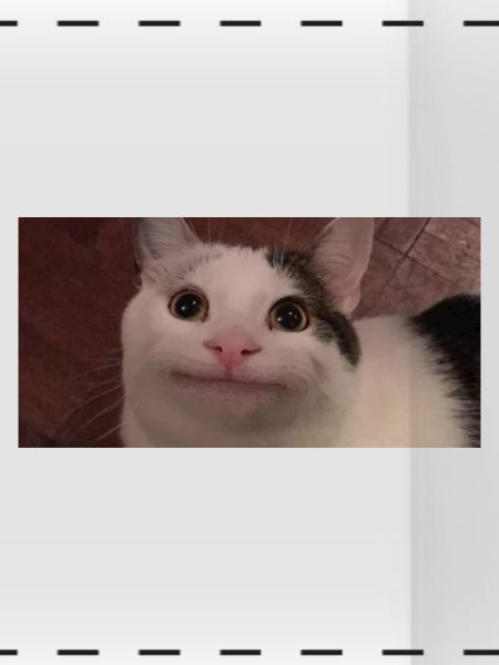 meme cat