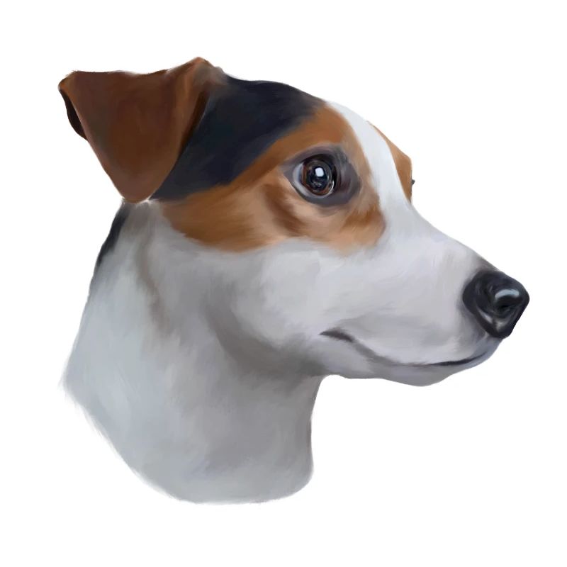 Jack russell terrier