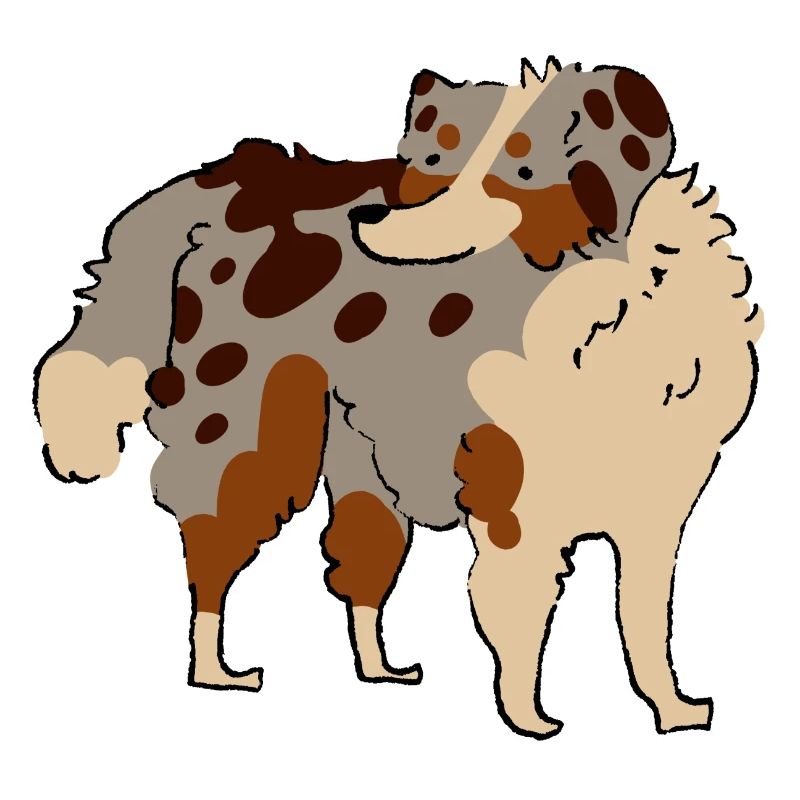 Australian Shepherd