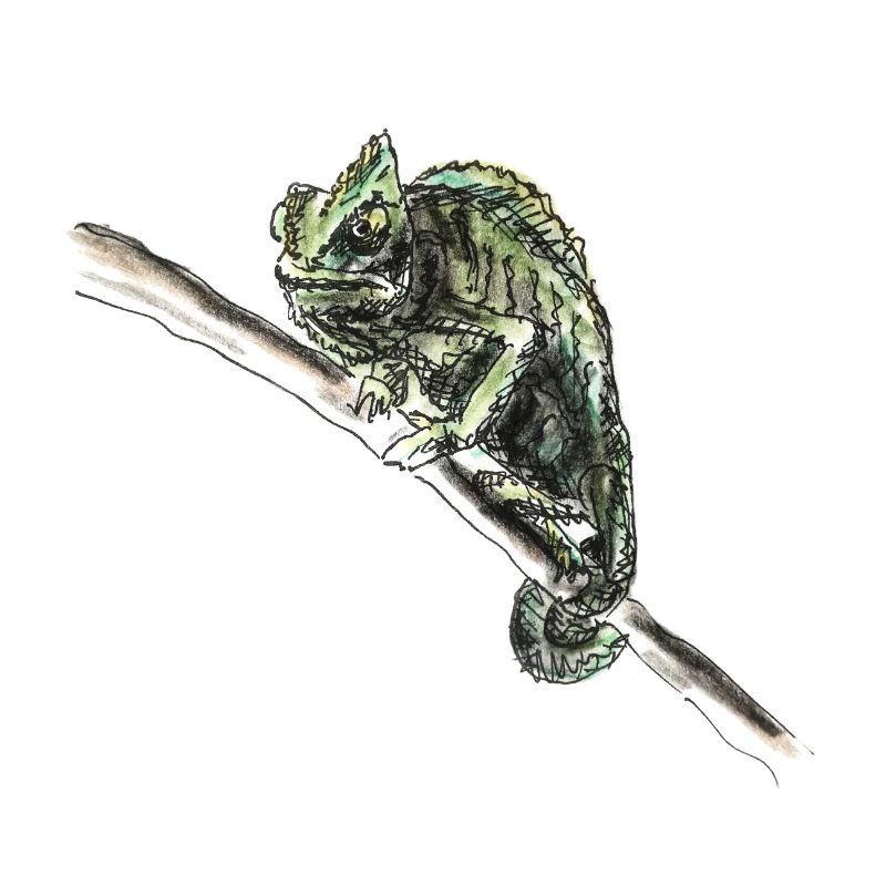 chameleon
