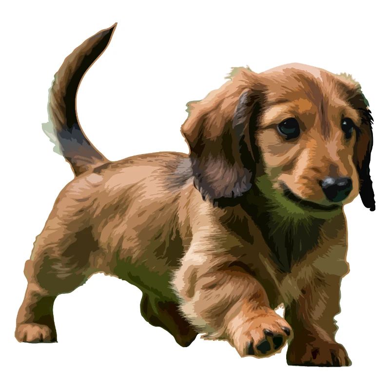 Chiot teckel