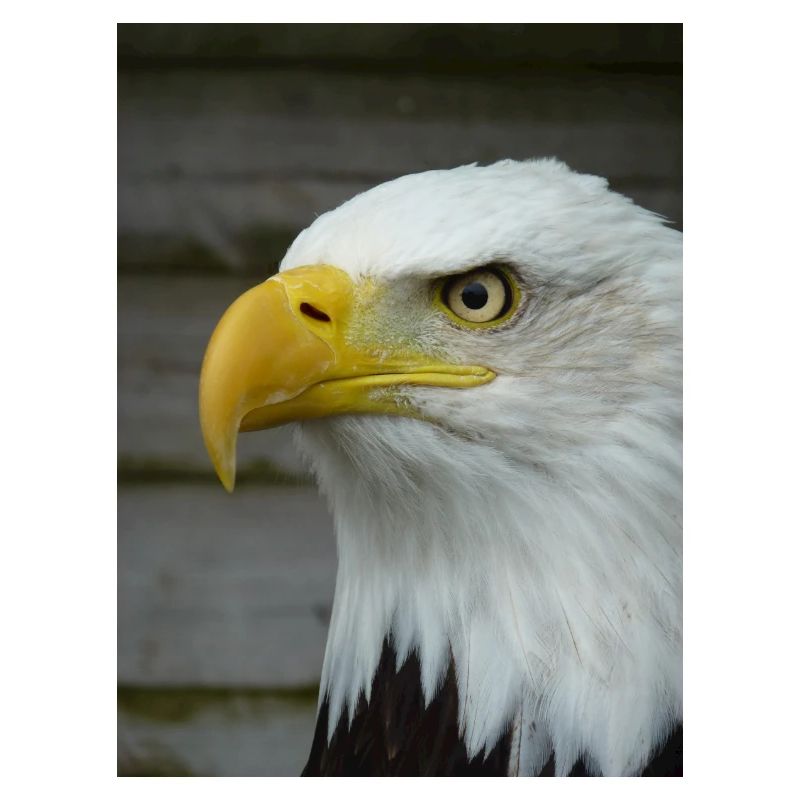 American Bald Eagle