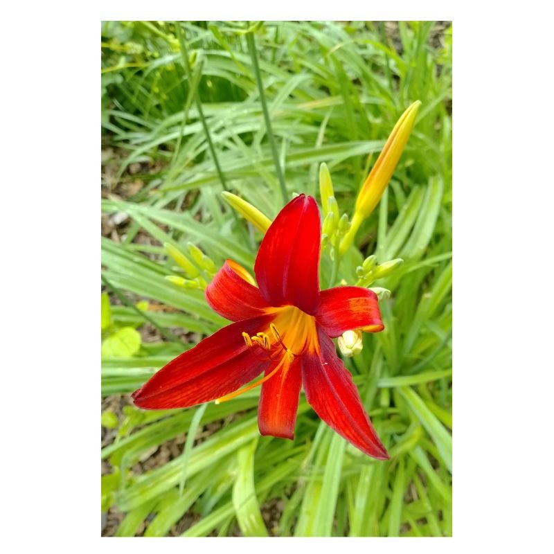 LYS DE FEU