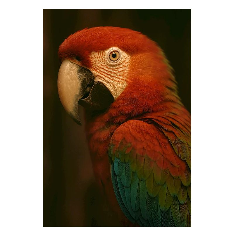 Animals - Parrot