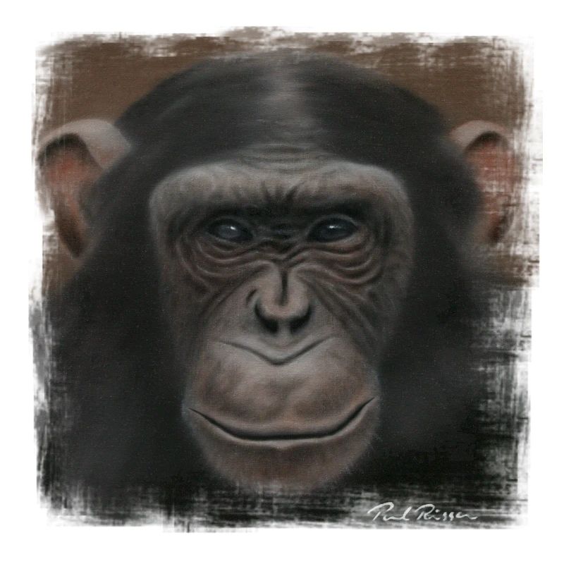 Chimpanzee