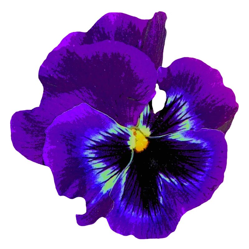 Purple thinking