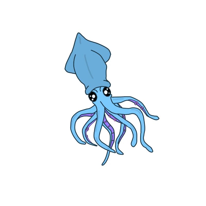 Conception de calamars