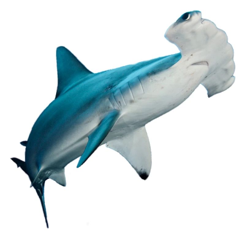 hammerhead shark