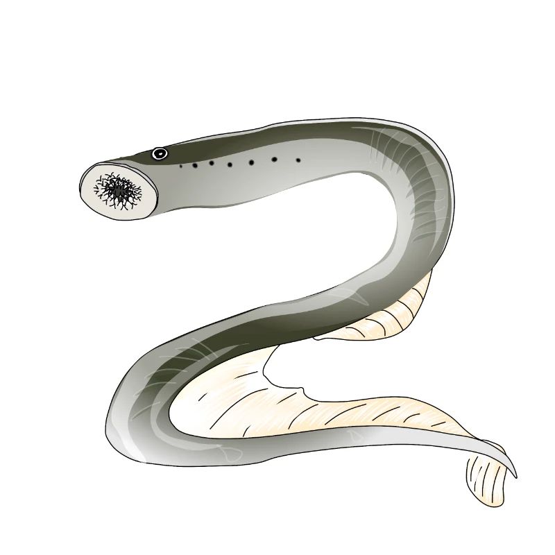 Lamprey fish biodiversity