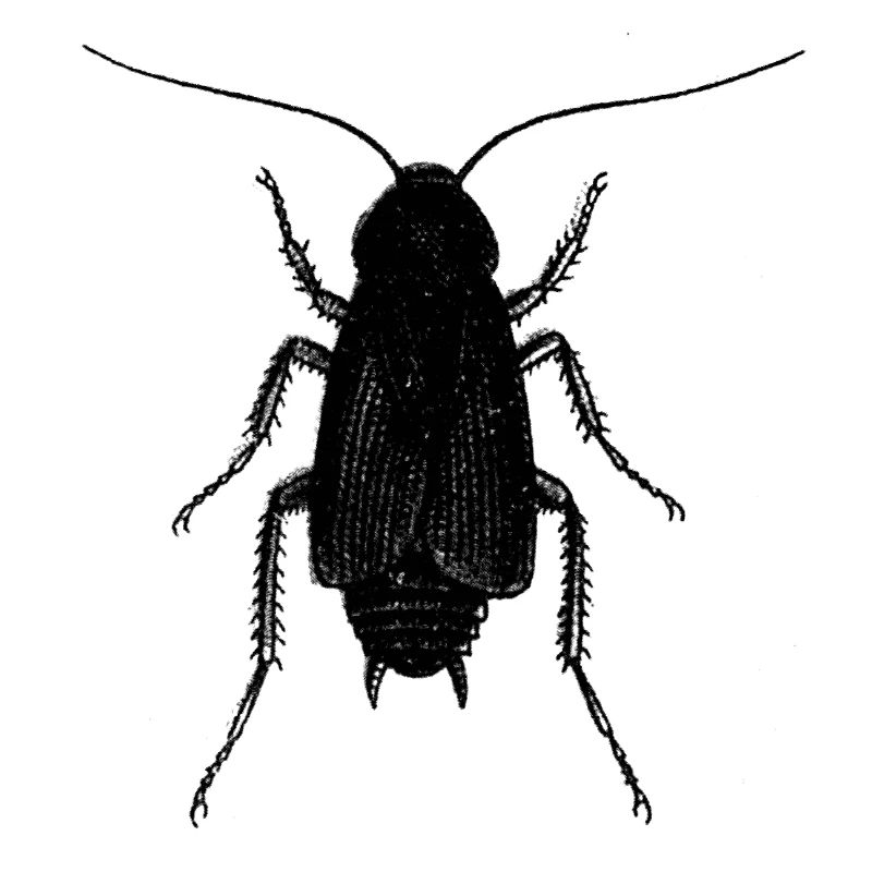 Cockroach