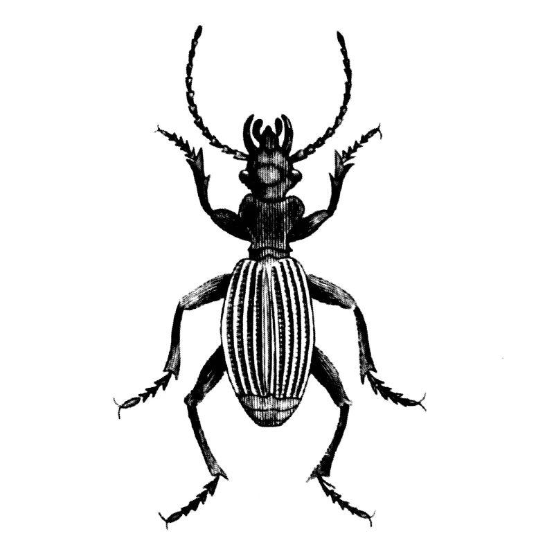 Beetle