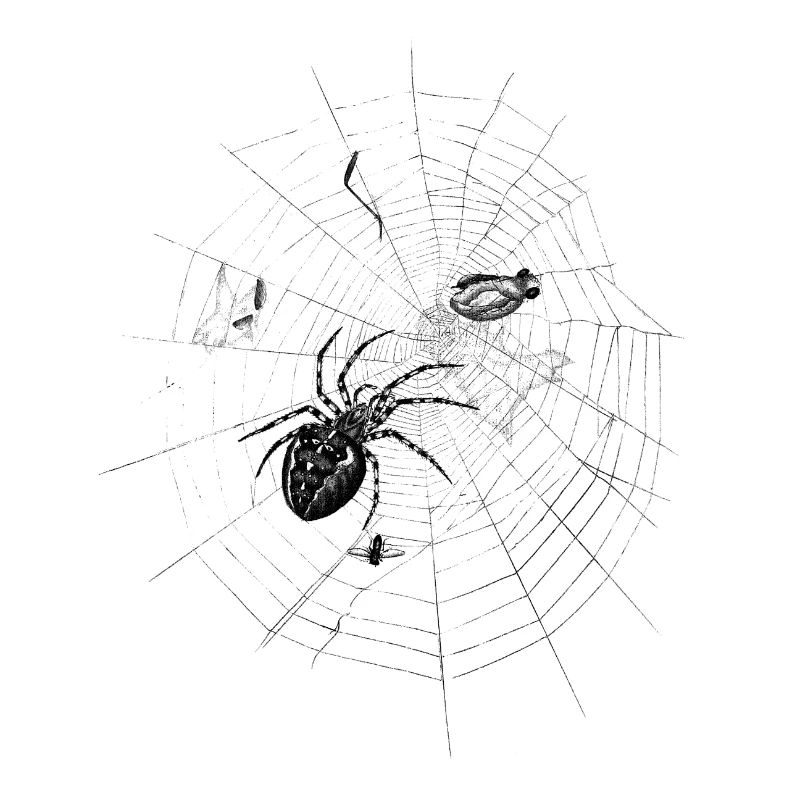 Spider Teutonic Knight