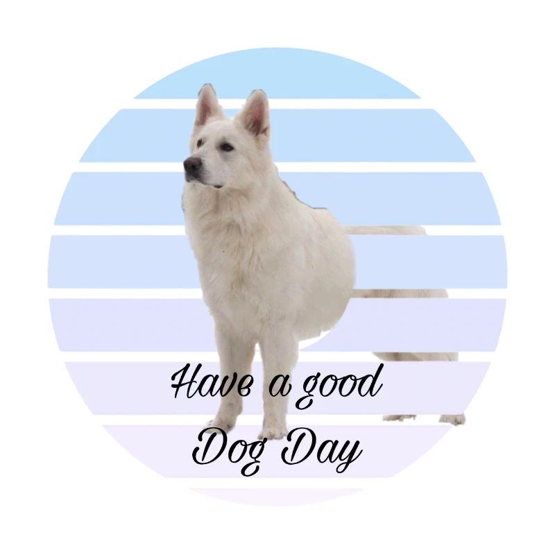 White Shepard