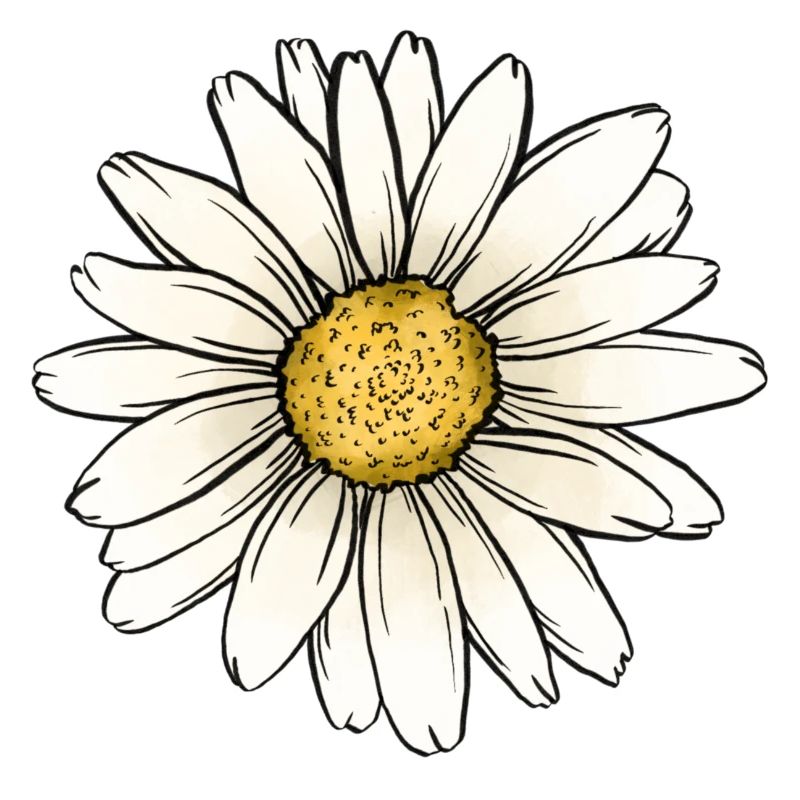 Gänseblümchen