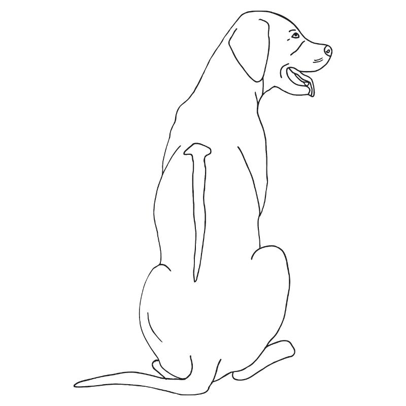 Rhodesian Ridgeback