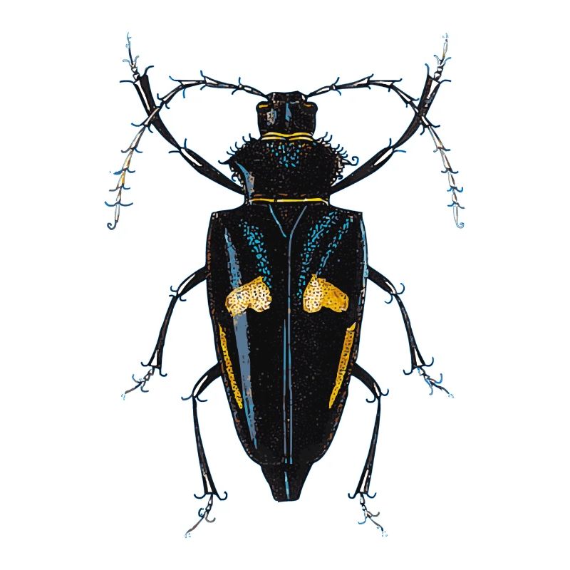 insecte