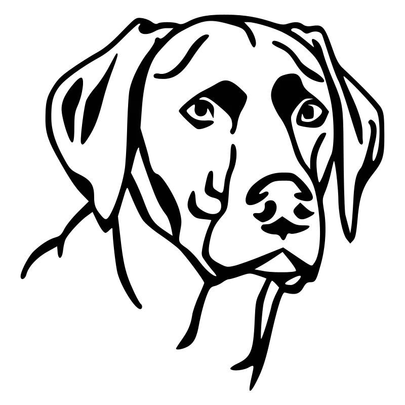Labrador 2