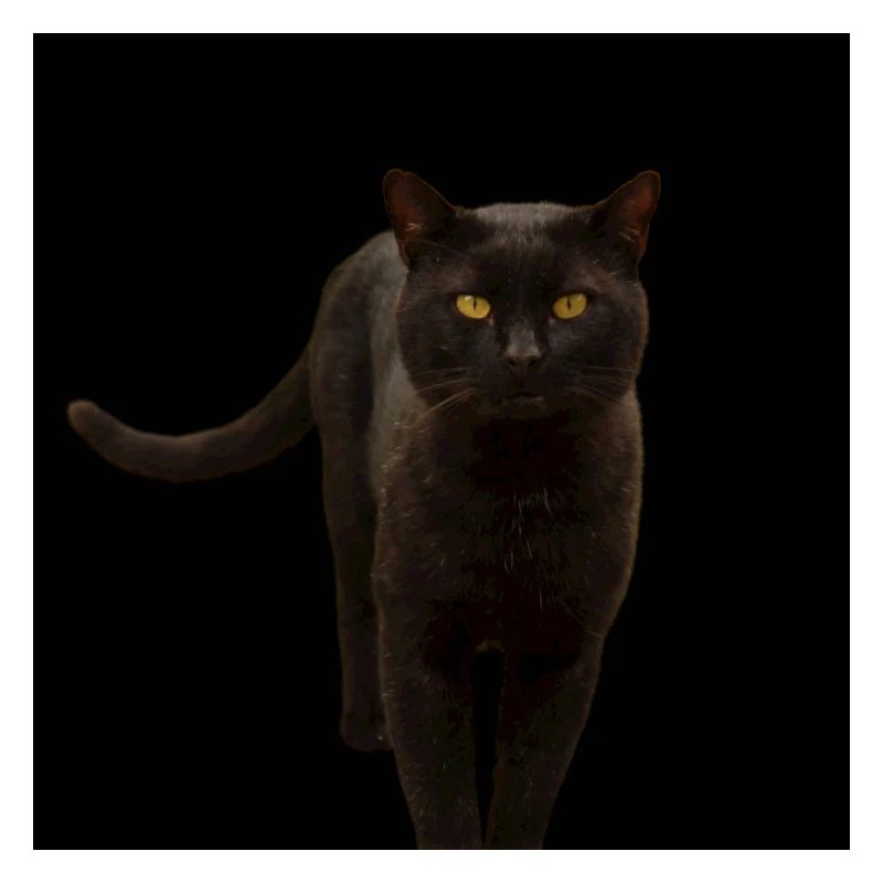 chat noir chat chaton