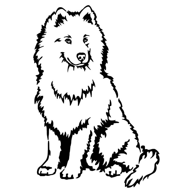 Samoyed