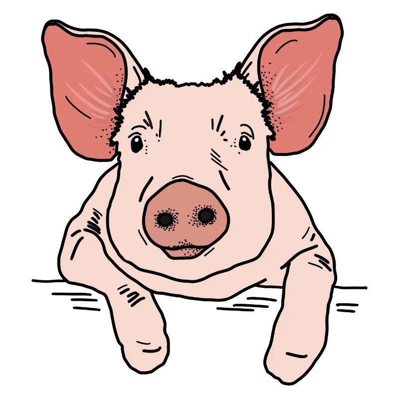 Schwein Kopf