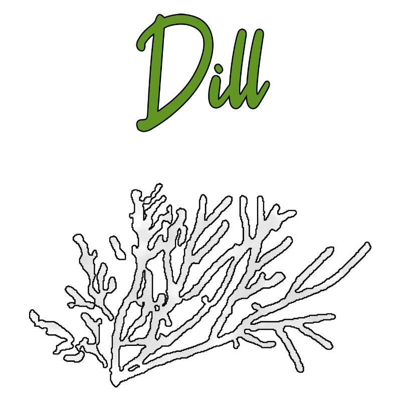 Herbes à l’aneth