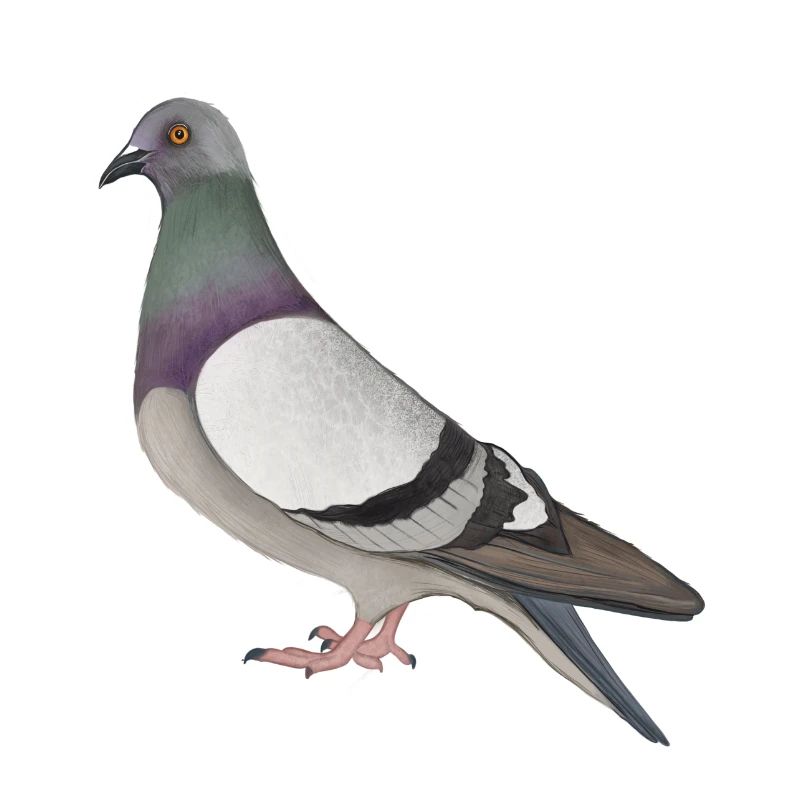 Strassentaube