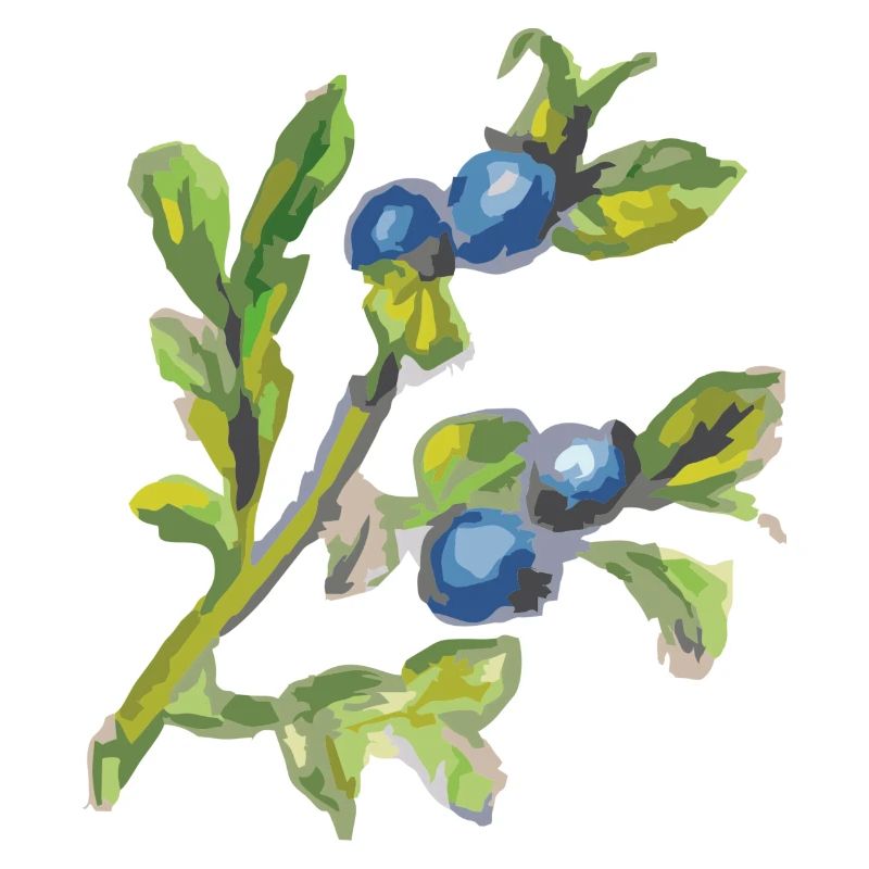Myrtille 2